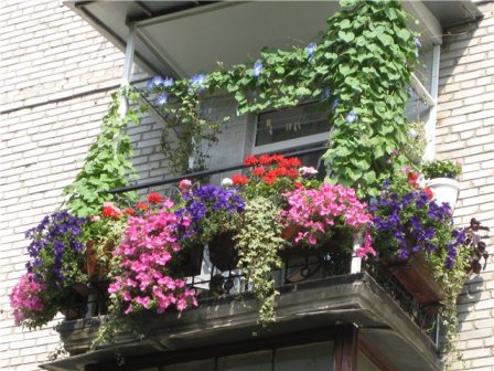 Зелень на висоті, або Принципи балконного квітництва