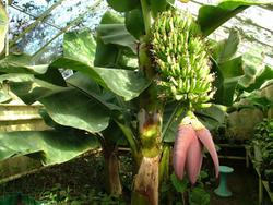 Банановое растение (пример оформления)