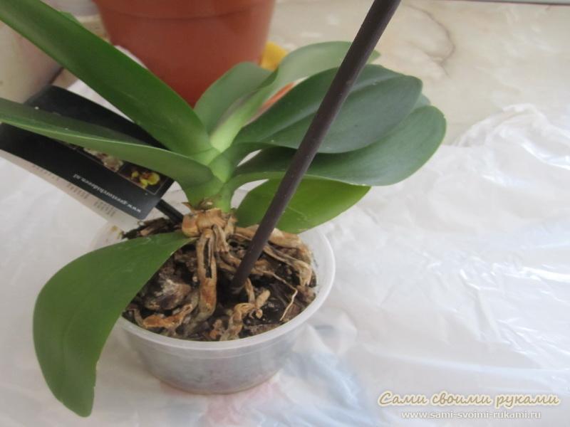 Як пересадити орхідею